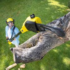 Lawn Pest Prevention in Middlesex, NC