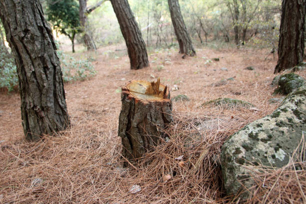 Best Tree Trimming and Pruning  in Middlesex, NC