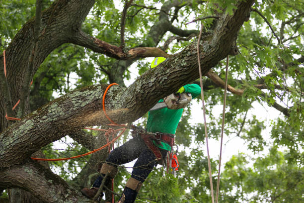 Best Pest Control for Lawns  in Middlesex, NC